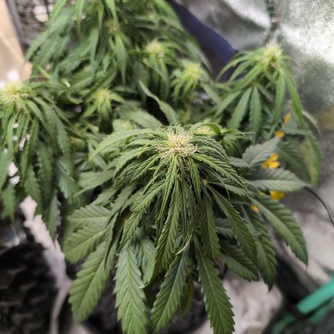 Anita-NH ATF (73), 13-27%, Sativa 149g wet/25g dry growlog photo: 😕
