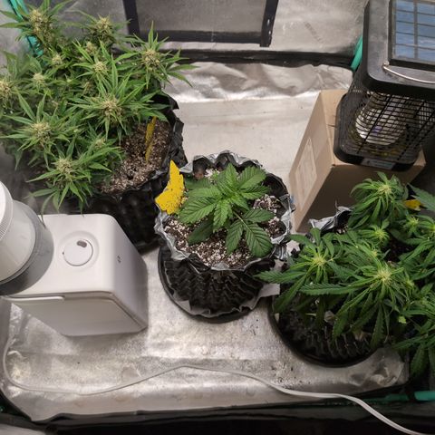 Donna- NH Nuclear Stardawg (74), 22% Sativa, 150g wet/29 dry growlog timeline photo