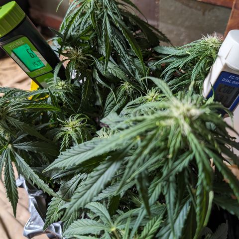 Anita-NH ATF (73), 13-27%, Sativa 149g wet/25g dry growlog timeline photo