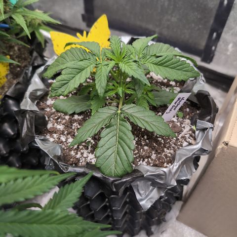 Donna- NH Nuclear Stardawg (74), 22% Sativa, 150g wet/29 dry growlog photo: Topping didn't hurt HER!