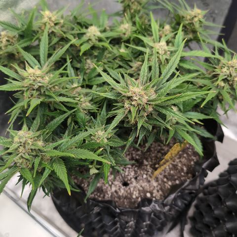 Frannie- BB Fat Bastard (90), Hybrid, 30-38%, 312 wet/57 dry growlog timeline photo