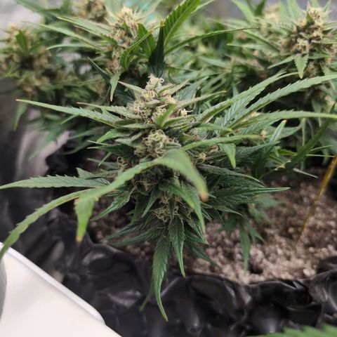 Frannie- BB Fat Bastard (90), Hybrid, 30-38%, 312 wet/57 dry growlog timeline photo