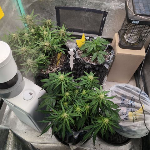 Donna- NH Nuclear Stardawg (74), 22% Sativa, 150g wet/29 dry growlog timeline photo