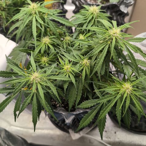 Anita-NH ATF (73), 13-27%, Sativa 149g wet/25g dry growlog photo: Much happier!