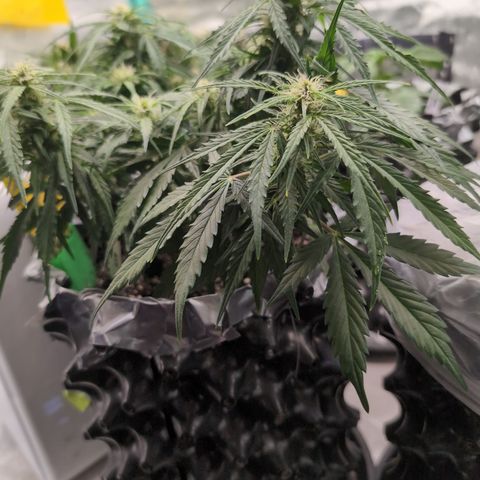 Anita-NH ATF (73), 13-27%, Sativa 149g wet/25g dry growlog photo: Much happier!