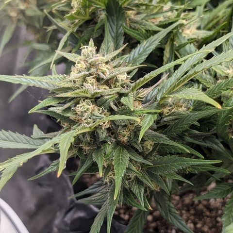 Frannie- BB Fat Bastard (90), Hybrid, 30-38%, 312 wet/57 dry growlog timeline photo
