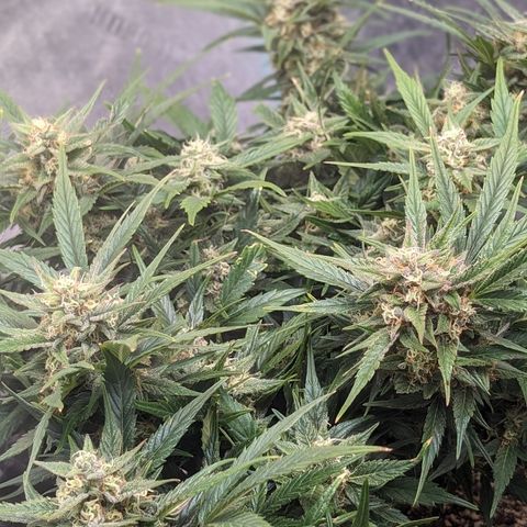 Frannie- BB Fat Bastard (90), Hybrid, 30-38%, 312 wet/57 dry growlog timeline photo