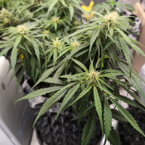 Anita-NH ATF (73), 13-27%, Sativa 149g wet/25g dry growlog photo: She likes to be more moist, and a higher pH.