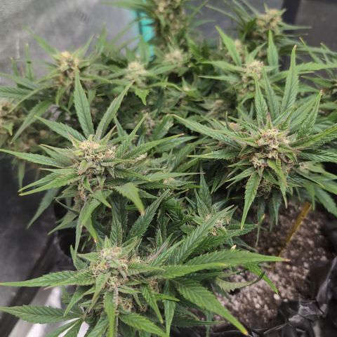 Frannie- BB Fat Bastard (90), Hybrid, 30-38%, 312 wet/57 dry growlog photo: She's amazing!