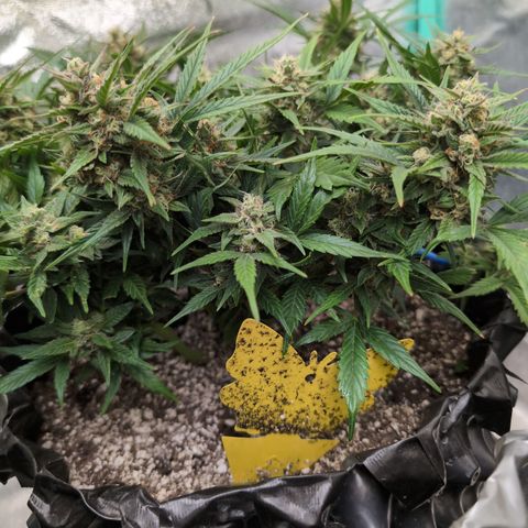 Frannie- BB Fat Bastard (90), Hybrid, 30-38%, 312 wet/57 dry growlog photo: She's amazing!