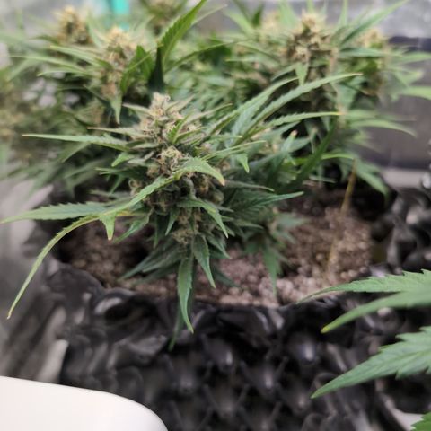 Frannie- BB Fat Bastard (90), Hybrid, 30-38%, 312 wet/57 dry growlog photo: She's amazing!