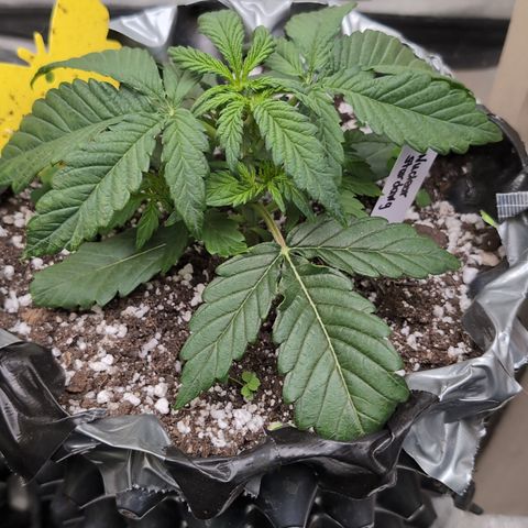Donna- NH Nuclear Stardawg (74), 22% Sativa, 150g wet/29 dry growlog timeline photo