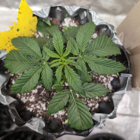 Donna- NH Nuclear Stardawg (74), 22% Sativa, 150g wet/29 dry growlog timeline photo
