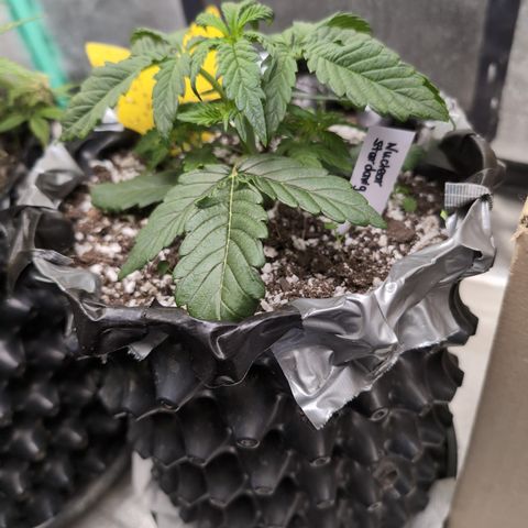 Donna- NH Nuclear Stardawg (74), 22% Sativa, 150g wet/29 dry growlog timeline photo