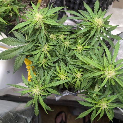 Anita-NH ATF (73), 13-27%, Sativa 149g wet/25g dry growlog timeline photo