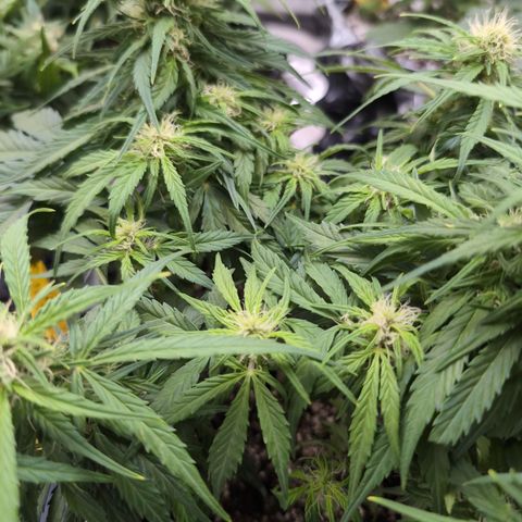 Anita-NH ATF (73), 13-27%, Sativa 149g wet/25g dry growlog timeline photo