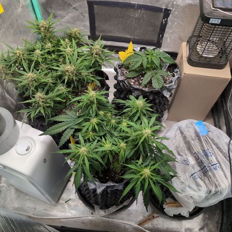 Donna- NH Nuclear Stardawg (74), 22% Sativa, 150g wet/29 dry growlog timeline photo