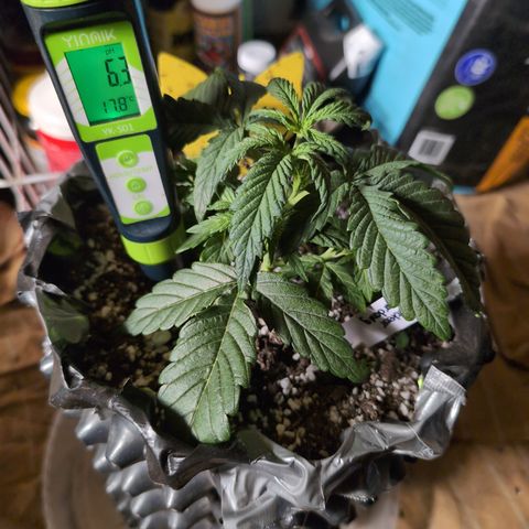 Donna- NH Nuclear Stardawg (74), 22% Sativa, 150g wet/29 dry growlog photo: Taking these as BEFORE first watering.