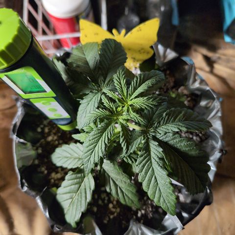 Donna- NH Nuclear Stardawg (74), 22% Sativa, 150g wet/29 dry growlog photo: Taking these as BEFORE first watering.