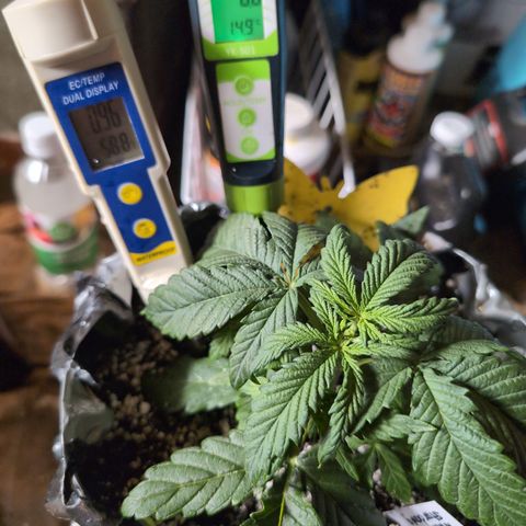 Donna- NH Nuclear Stardawg (74), 22% Sativa, 150g wet/29 dry growlog photo: 🤞🏻