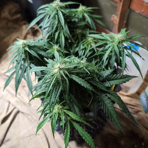 Anita-NH ATF (73), 13-27%, Sativa 149g wet/25g dry growlog timeline photo
