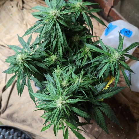 Anita-NH ATF (73), 13-27%, Sativa 149g wet/25g dry growlog timeline photo