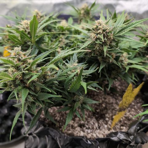 Frannie- BB Fat Bastard (90), Hybrid, 30-38%, 312 wet/57 dry growlog timeline photo