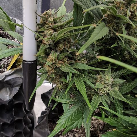 Frannie- BB Fat Bastard (90), Hybrid, 30-38%, 312 wet/57 dry growlog timeline photo