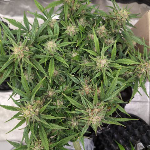 Frannie- BB Fat Bastard (90), Hybrid, 30-38%, 312 wet/57 dry growlog timeline photo