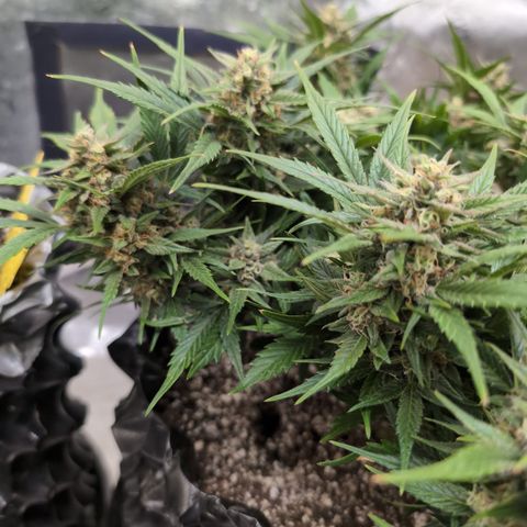 Frannie- BB Fat Bastard (90), Hybrid, 30-38%, 312 wet/57 dry growlog timeline photo