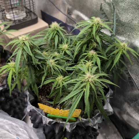 Anita-NH ATF (73), 13-27%, Sativa 149g wet/25g dry growlog timeline photo