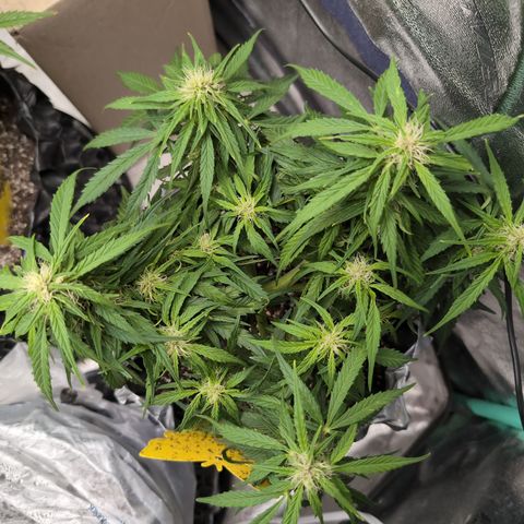 Anita-NH ATF (73), 13-27%, Sativa 149g wet/25g dry growlog timeline photo