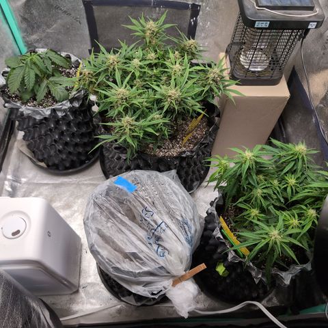 Donna- NH Nuclear Stardawg (74), 22% Sativa, 150g wet/29 dry growlog timeline photo