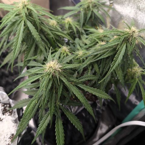 Anita-NH ATF (73), 13-27%, Sativa 149g wet/25g dry growlog photo: Maybe the fan is stressing her?