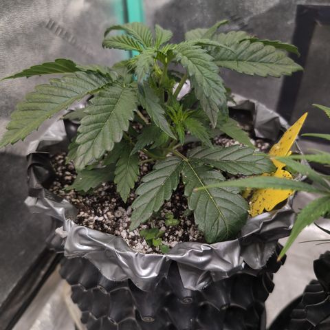 Donna- NH Nuclear Stardawg (74), 22% Sativa, 150g wet/29 dry growlog photo: Clearly loves life!