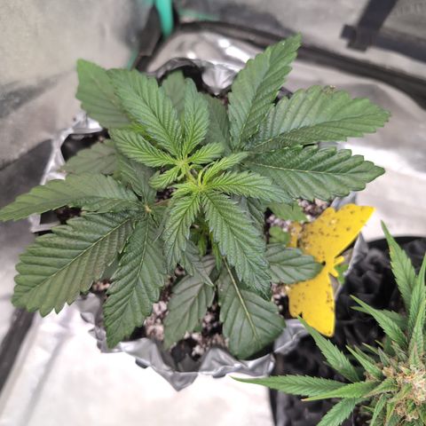 Donna- NH Nuclear Stardawg (74), 22% Sativa, 150g wet/29 dry growlog timeline photo