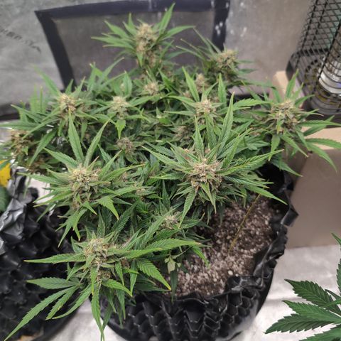 Frannie- BB Fat Bastard (90), Hybrid, 30-38%, 312 wet/57 dry growlog photo: ❤️