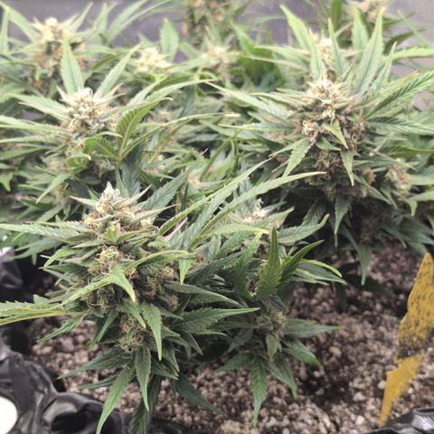 Frannie- BB Fat Bastard (90), Hybrid, 30-38%, 312 wet/57 dry growlog photo: ❤️