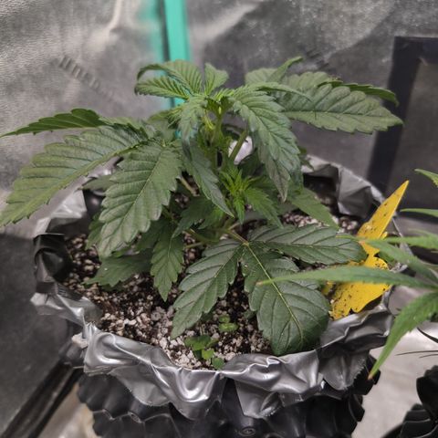 Donna- NH Nuclear Stardawg (74), 22% Sativa, 150g wet/29 dry growlog timeline photo
