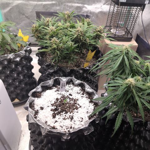 Donna- NH Nuclear Stardawg (74), 22% Sativa, 150g wet/29 dry growlog timeline photo