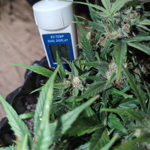 Frannie- BB Fat Bastard (90), Hybrid, 30-38%, 312 wet/57 dry growlog photo: She WAS over 2. Since she's got about 2 weeks left, I'll call it a day.
