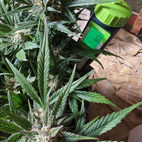 Frannie- BB Fat Bastard (90), Hybrid, 30-38%, 312 wet/57 dry growlog photo: She WAS over 2. Since she's got about 2 weeks left, I'll call it a day.