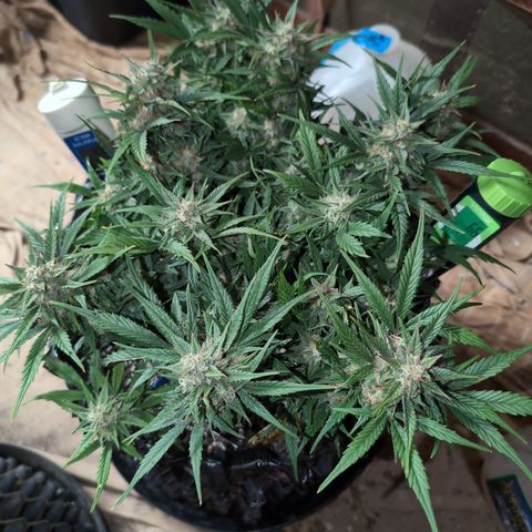 Frannie- BB Fat Bastard (90), Hybrid, 30-38%, 312 wet/57 dry growlog timeline photo