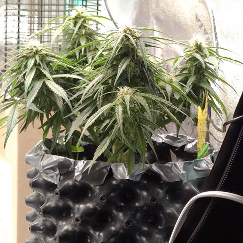 Anita-NH ATF (73), 13-27%, Sativa 149g wet/25g dry growlog photo: She has great colas!