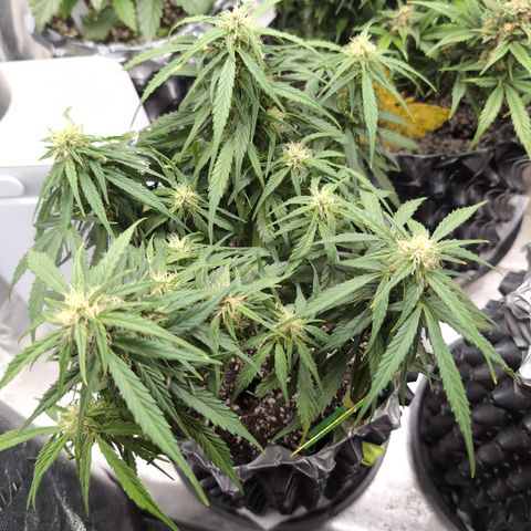 Anita-NH ATF (73), 13-27%, Sativa 149g wet/25g dry growlog timeline photo