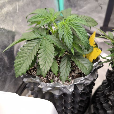 Donna- NH Nuclear Stardawg (74), 22% Sativa, 150g wet/29 dry growlog photo: She's crazy happy!
