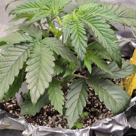 Donna- NH Nuclear Stardawg (74), 22% Sativa, 150g wet/29 dry growlog timeline photo
