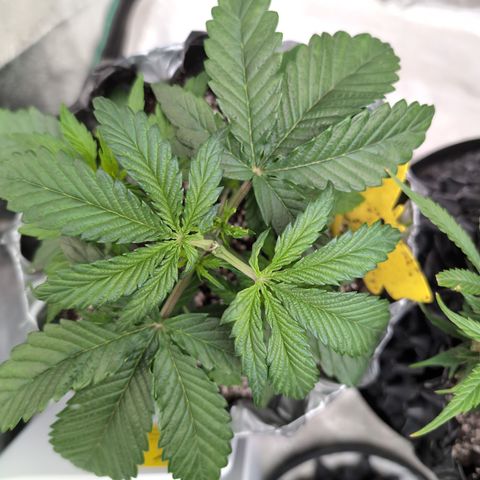 Donna- NH Nuclear Stardawg (74), 22% Sativa, 150g wet/29 dry growlog timeline photo