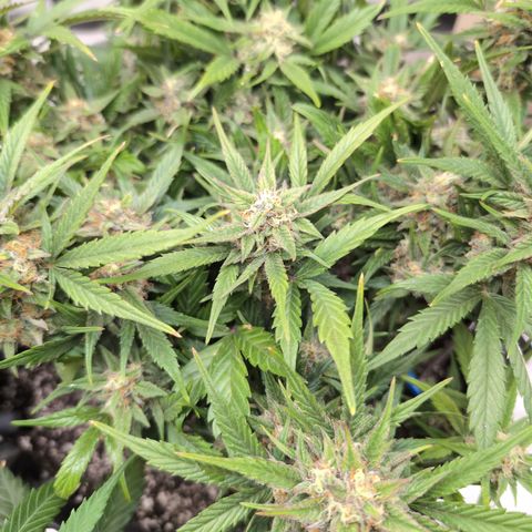 Frannie- BB Fat Bastard (90), Hybrid, 30-38%, 312 wet/57 dry growlog timeline photo