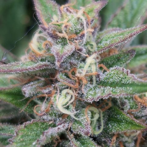 Frannie- BB Fat Bastard (90), Hybrid, 30-38%, 312 wet/57 dry growlog timeline photo